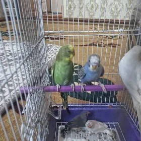 Guş