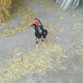 хораз