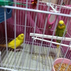papugay