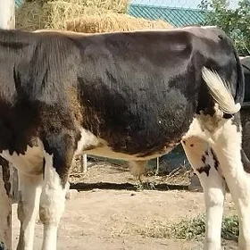 GIBIRT OKÜZ ARASSA TOHUM  MAL