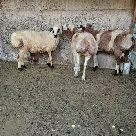 biçilen işşekler