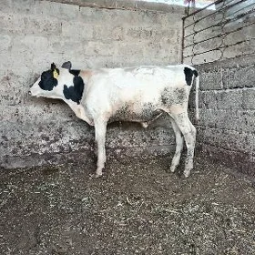 öküz