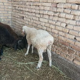 Kockar