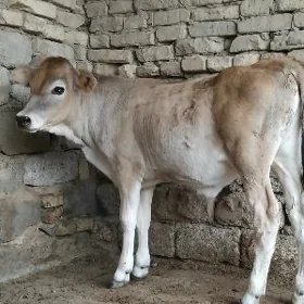 ŞWES OKÜZ  2 SANI ARASSA TOHUM