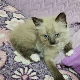 кошка,pişik