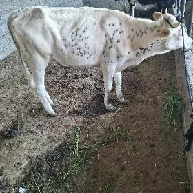 tuwe
