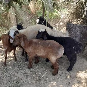 tokly bakylan