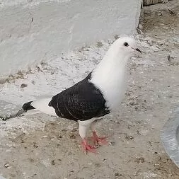 Kepderi paçtowy