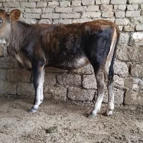 TÜWE ŞWES  TOHUM  ARASSA