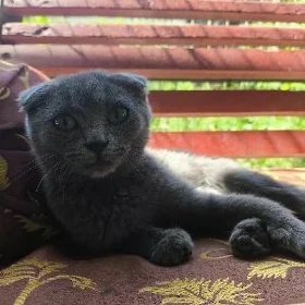 Кошка, вислоухая.