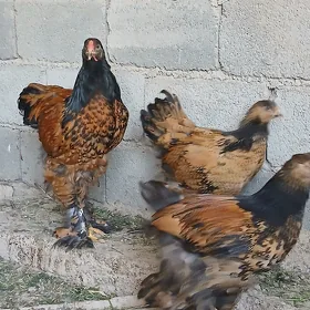 brama laset