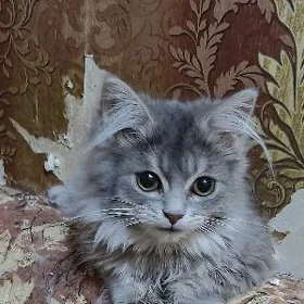 отдам котят