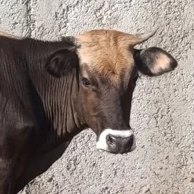 Gysyr Tüwe