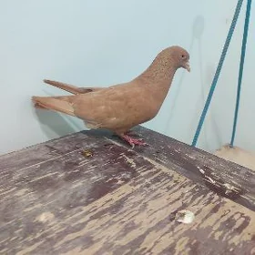 kepderi