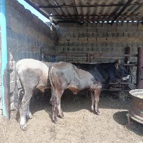 şwes okuz 2 sani