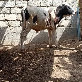 Öküz