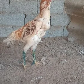 PaRoDa HoRaZ