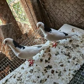 kepderi