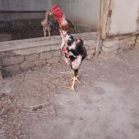 horaz şamo