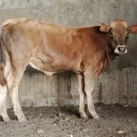 Arassa şwes öküz