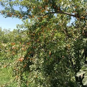 Satlyk alca sary alca