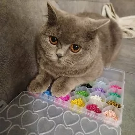 кошке 8 месяцев девочка