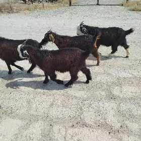 Çebiş