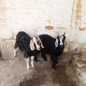 Çebiş
