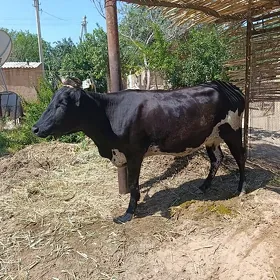 sygyr