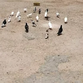 kepderi