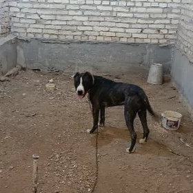 pitbul