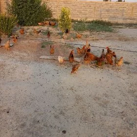 ÿaşajyk ÿumurtga duran towukla