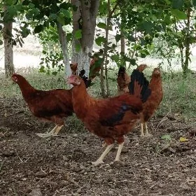 tovuk juyje