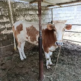 Tohum Göle
