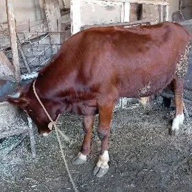 ÖKUZ