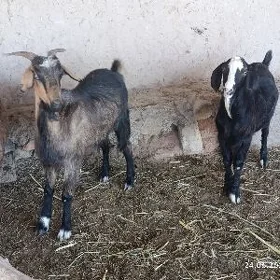 geci