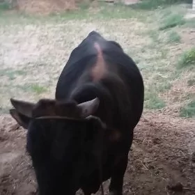 öküz