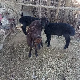 Goç