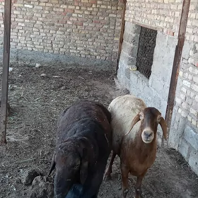 oy haroy haywany goç goyun