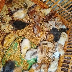 Жюже брама
