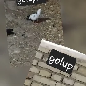kepderi para