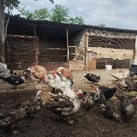 Мускус утки