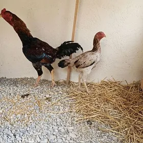 Taşgent