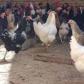 GEGANT BROŶ TOWUKLAR