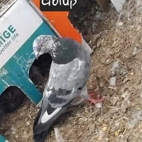 kepderi dubai kepderi