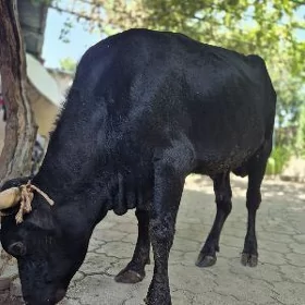 ÖKÜZ