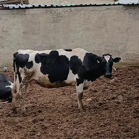 golisdeyin sygyrlar