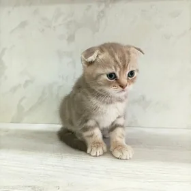 котята