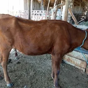 gunajyn