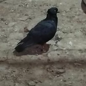kepderi